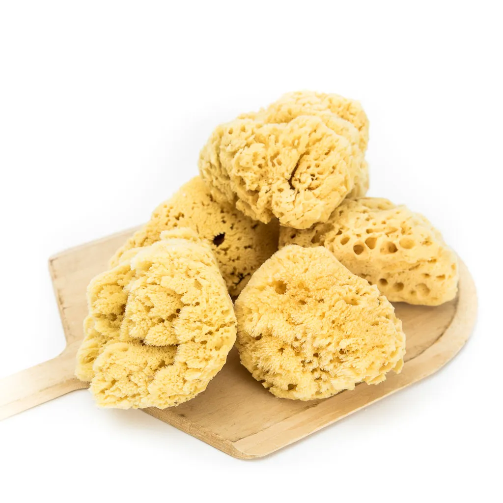 Natural Sea Sponge