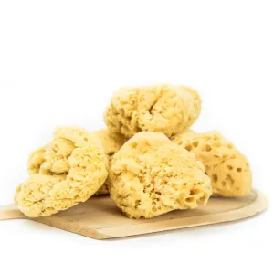 Natural Sea Sponge
